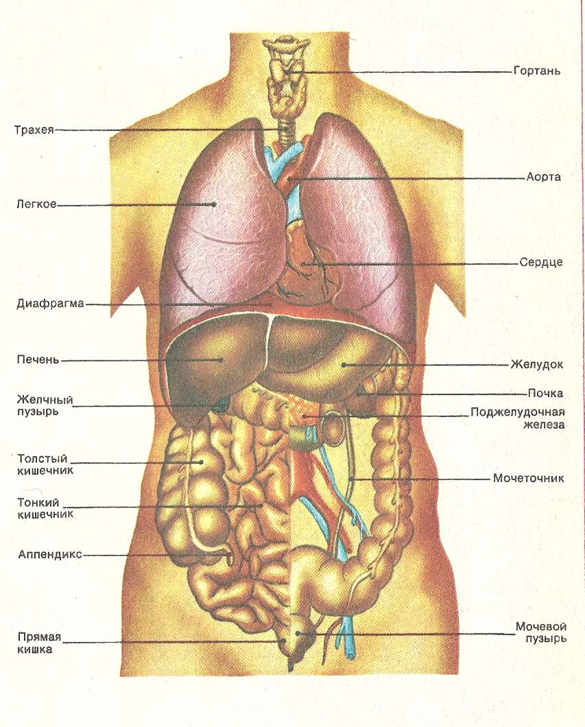 Анатомия человека фото мужчины строение и расположение